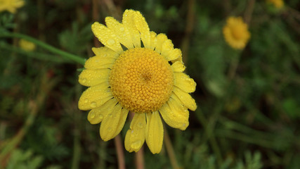 yellow dandelion flower
