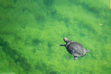 Obraz premium Wild turtles on the lake Kournas, Greece, Crete
