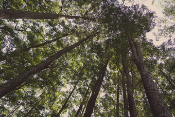 Fototapeta premium Mystery Friends