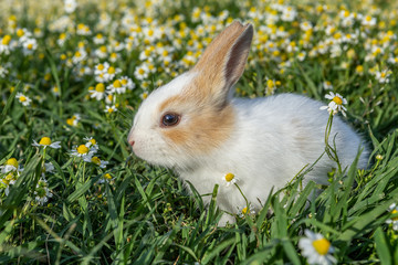 Fototapeta premium Little rabbit in the daisy garden 