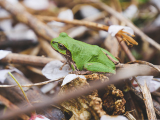 Japanese treefrog in nature, frog on the ground 