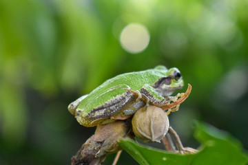 Japanese Tree Frog