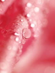Krople wody na różowym płatku róży