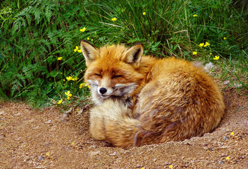 Fototapeta premium Fox