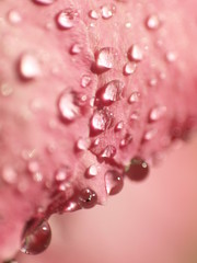 Fototapeta Krople wody na płatku kwiata obraz