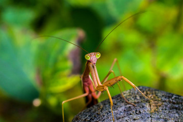 Praying Mantis on Wood