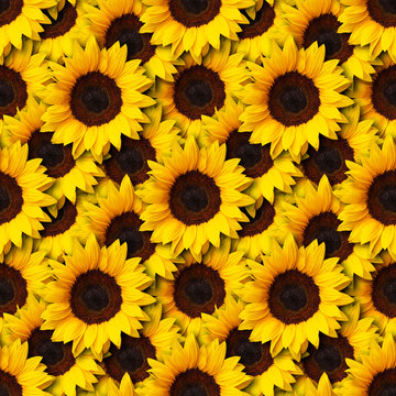 sunflowers flowers seamless pattern design background. Can be tiled