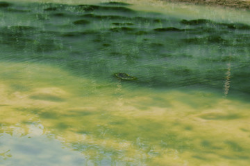 Close Up, Looking Into a swamp. nature background. beautiful nature. calm nature scene. green nature. water river background.