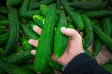 customer's hand in a glove protecting against infection buying cucumbers in the market