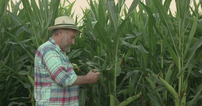 The senior farmer in hat examines the corn cobs in green field