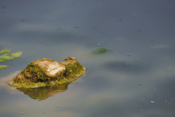 Close Up, Looking Into a swamp. nature background. beautiful nature. calm nature scene. green nature. water river background.