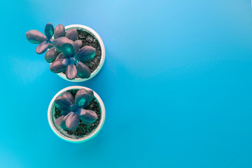 Two succulent flowers in white cups on blue background with copy space. Top view plants.