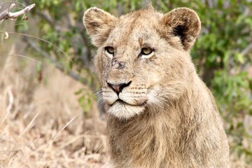 Lions from Kruger National Park. African wildlife. South Africa