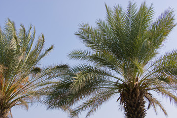 Obraz na płótnie Canvas Palm, palm tree