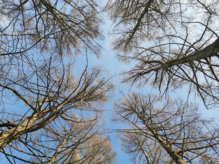 crown of coniferous trees against the sky