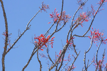 Red Bloom