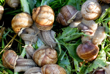 Helix pomatia, common names the Burgundy snail, Roman snail, edible snail or escargot