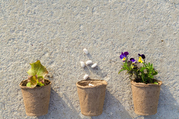 top view of peat pots with seedlings, seeds, pansy flowers, vegetables, herbs on grey concrete background, copy space, place for text. Spring gardening concept