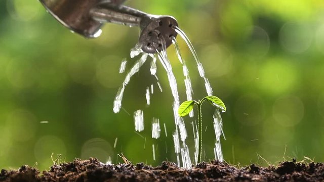 Sprouts watered from a watering can .