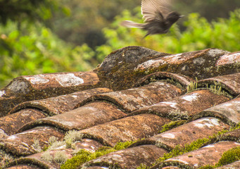 the roof of the house with bird in flying