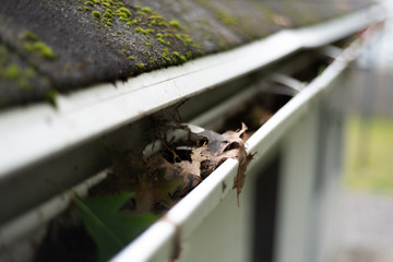 Gutters Clogged With Leaves 