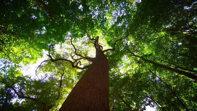 Mature Deciduous Tree in a Ukrainian Forest Wilderness