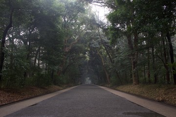 Fototapeta premium Road in the forest at Tokyo in Japan