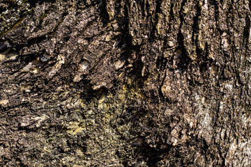 Tree Bark Background 