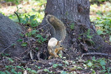 Obraz premium Squirrel in tree