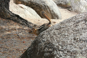 Squirrel on a rock