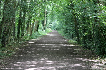 Obraz premium avenue empty road trees sunshine