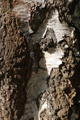 tree bark detail tones