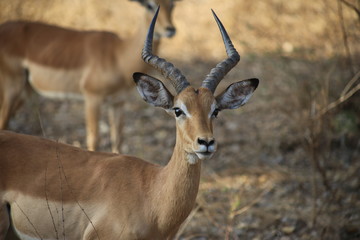 Naklejka na ściany i meble impala antlers malawi
