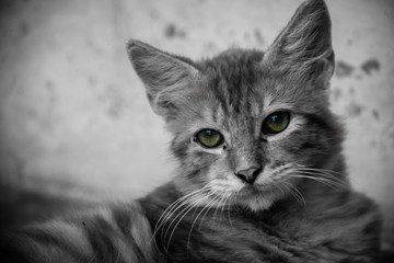 Gato Cat Black And White