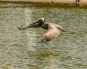 Pelicano planeando
