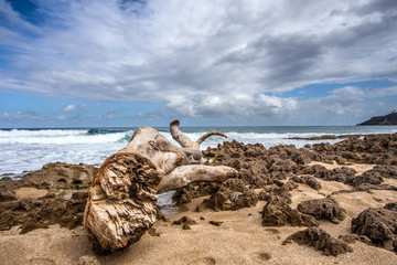 Fototapeta na wymiar Driftwood along coastal beach with sand, ocean and dramatic sky
