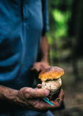 Man picking mushroom in the forest. Porcini mushroom in the autumn. Mushroom in a clearing