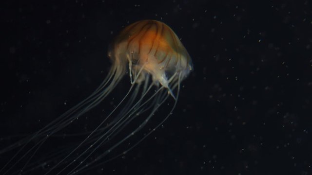 small but dangerous jellyfish. sea ​​world. ocean and sea. animal