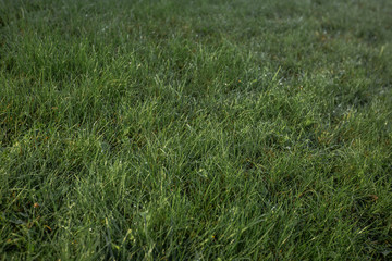 Fresh green grass with dew drops close up. Water drops on the fresh grass after rain. Light morning dew on the green grass. Close-up of beautiful Dew Drops. Nature concept