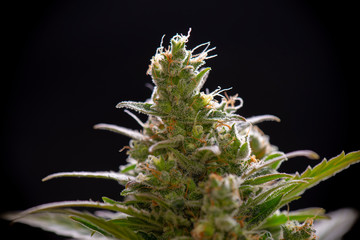 Macro detail of Cannabis flower trichomes (sour diesel strain) - 345209978