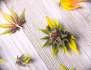 Assortment of cannabis leaves and flowers over wood