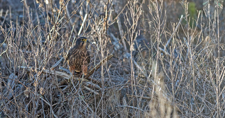 Female New Zealand Falcon (Karearea)(Falco novaeseelandiae) perched on the forest floor