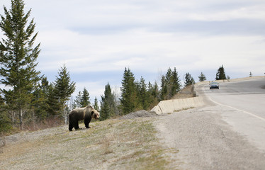 Fototapeta na wymiar Bear on the side of the road in Kootenay National Park