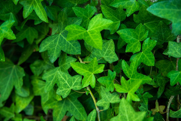 Textura de hojas verdes de hiedra o planta trepadora. 