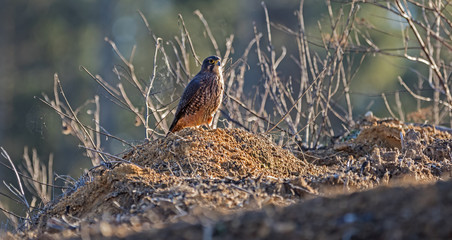 Female New Zealand Falcon (Karearea)(Falco novaeseelandiae) perched on a mound on the forest floor