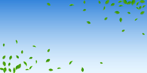 Fototapeta premium Falling green leaves. Fresh tea chaotic leaves fly