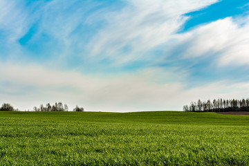 field of grass and perfect blue sky