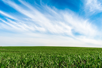 field of grass and perfect blue sky