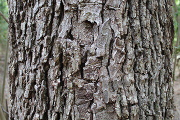 Ugly texture of this oldest tree.
