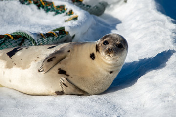 Harp seal laying on a pan of ice and snow. The wild animal has its head up peering straight. The seal has its flippers and claws tucked in near its belly. The seal's fur is light grey with dark spots.
